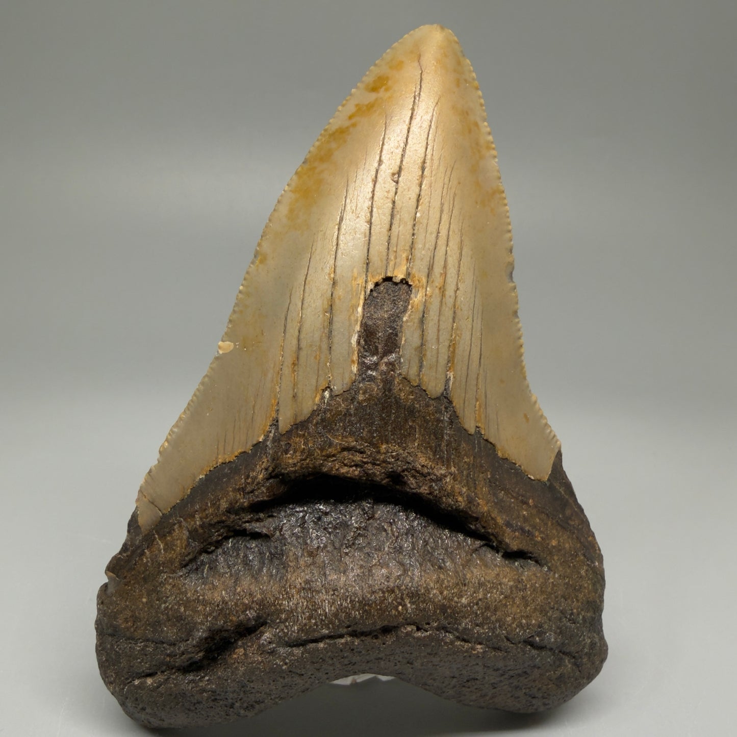 Front View Colorful 4.33" Authentic Megalodon Tooth – North Carolina Fossil | Carcharocles megalodon CM5512