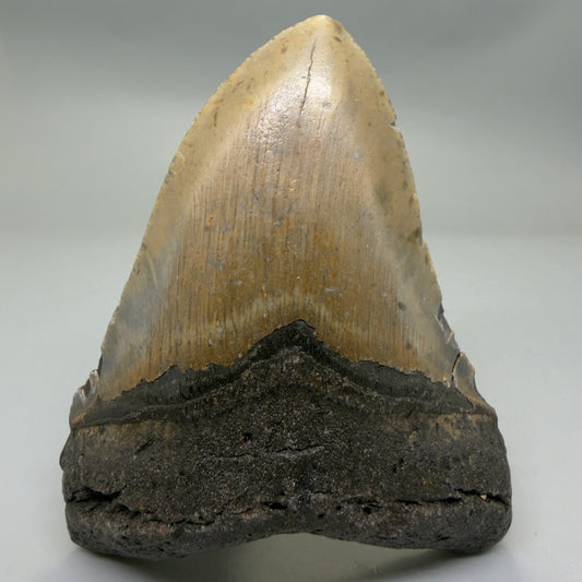 Front View Colorful 4.33" Authentic Megalodon Tooth – North Carolina Fossil | Carcharocles megalodon CM6311
