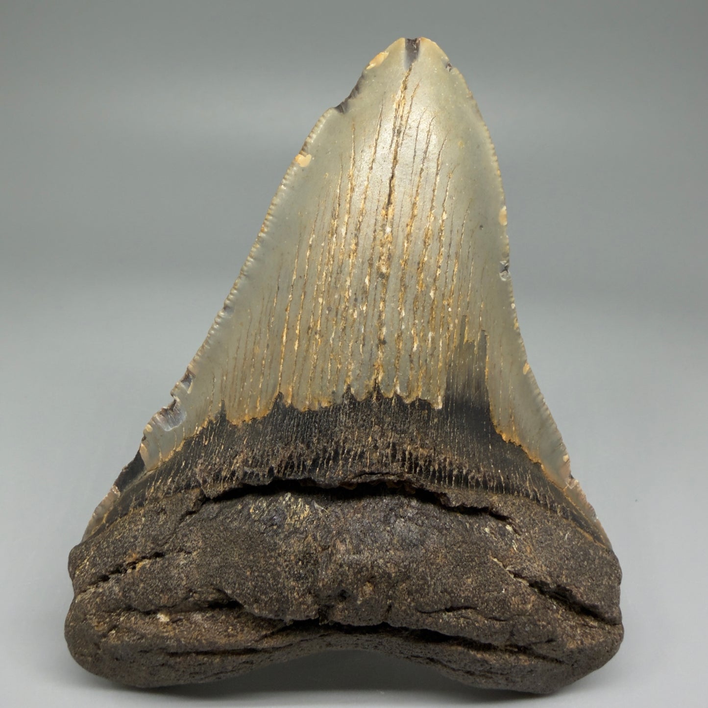 Front View Colorful 4.36" Authentic Megalodon Tooth – North Carolina Fossil | Carcharocles megalodon CM5470