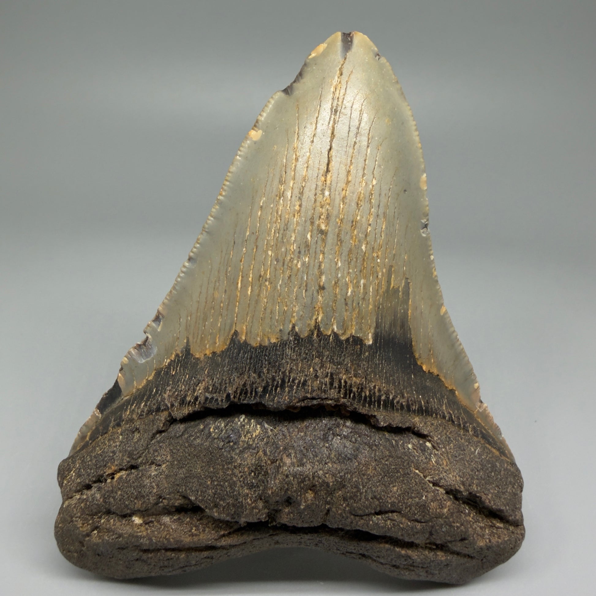 Front View Colorful 4.36" Authentic Megalodon Tooth – North Carolina Fossil | Carcharocles megalodon CM5470