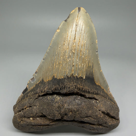 Front View Colorful 4.36" Authentic Megalodon Tooth – North Carolina Fossil | Carcharocles megalodon CM5470