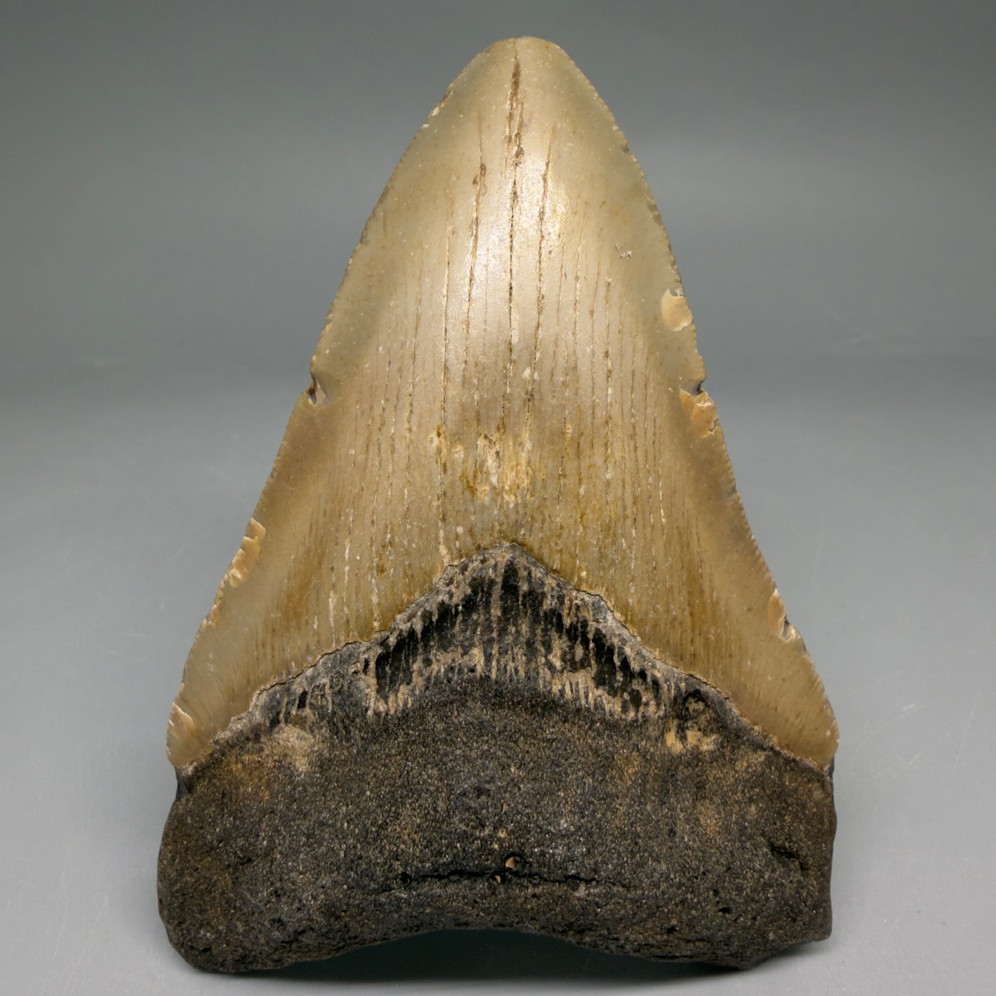 Front View Colorful 4.37" Authentic Megalodon Tooth – North Carolina Fossil | Carcharocles megalodon megalodonteeth.com CM6653