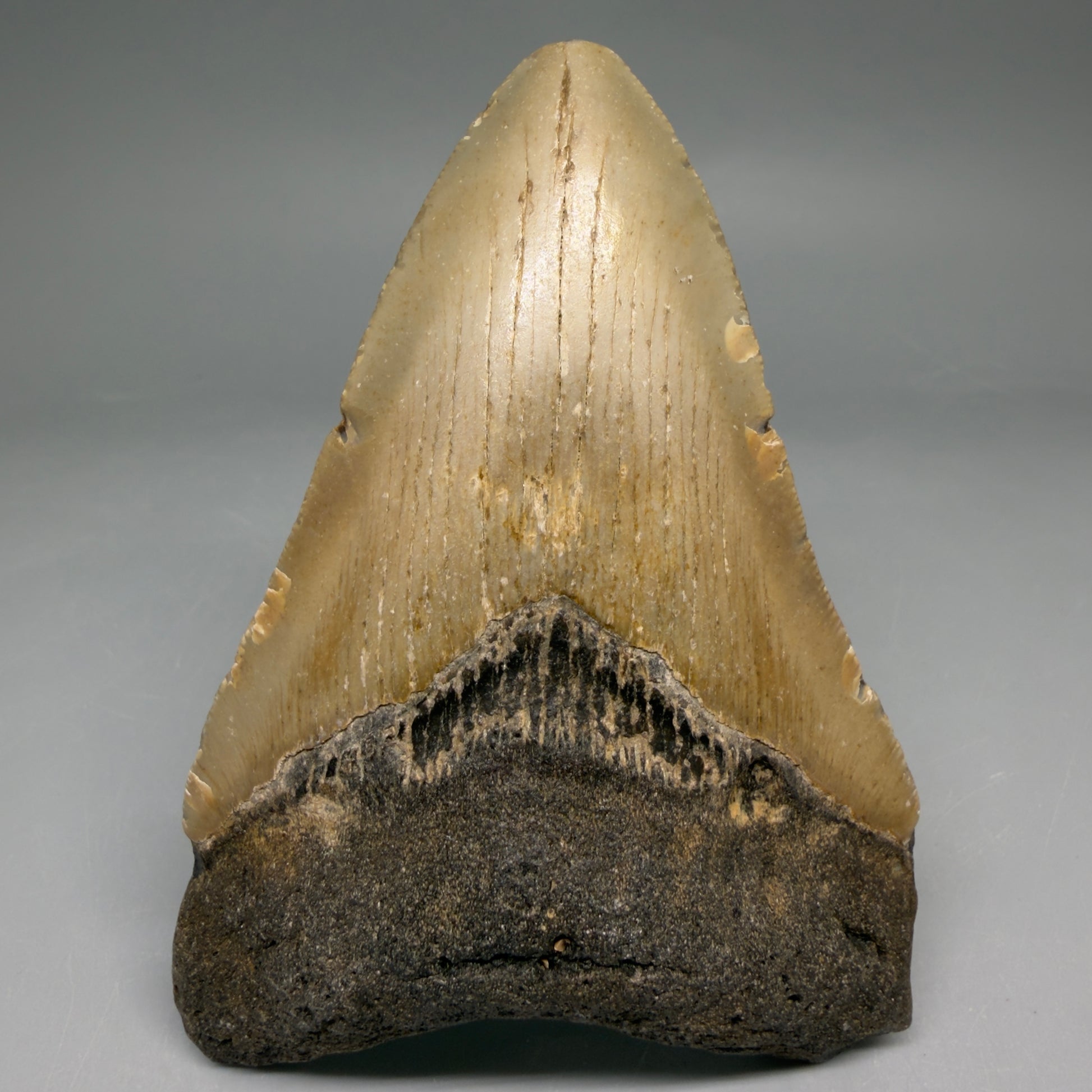 Front View Colorful 4.37" Authentic Megalodon Tooth – North Carolina Fossil | Carcharocles megalodon megalodonteeth.com CM6653