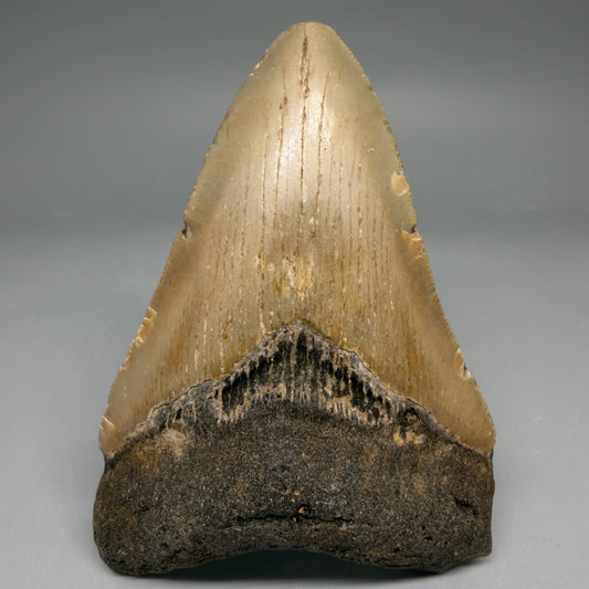 Front View Colorful 4.37" Authentic Megalodon Tooth – North Carolina Fossil | Carcharocles megalodon megalodonteeth.com CM6653