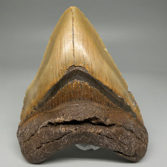 Front View Colorful 4.38" Authentic Megalodon Tooth – North Carolina Fossil | Carcharocles megalodon CM5892