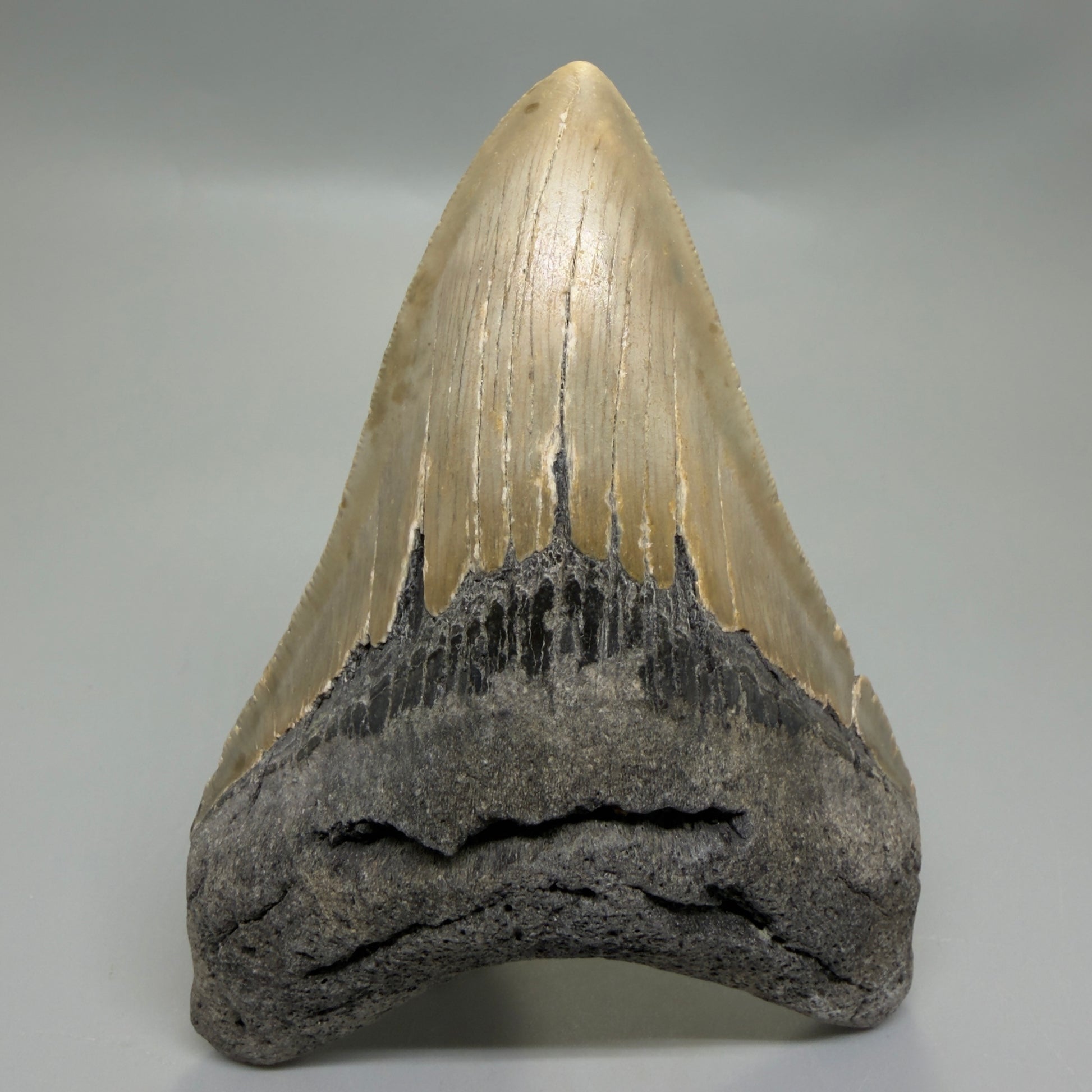 Front View Colorful 4.41" Authentic Megalodon Tooth – North Carolina Fossil | Carcharocles megalodon CM6312
