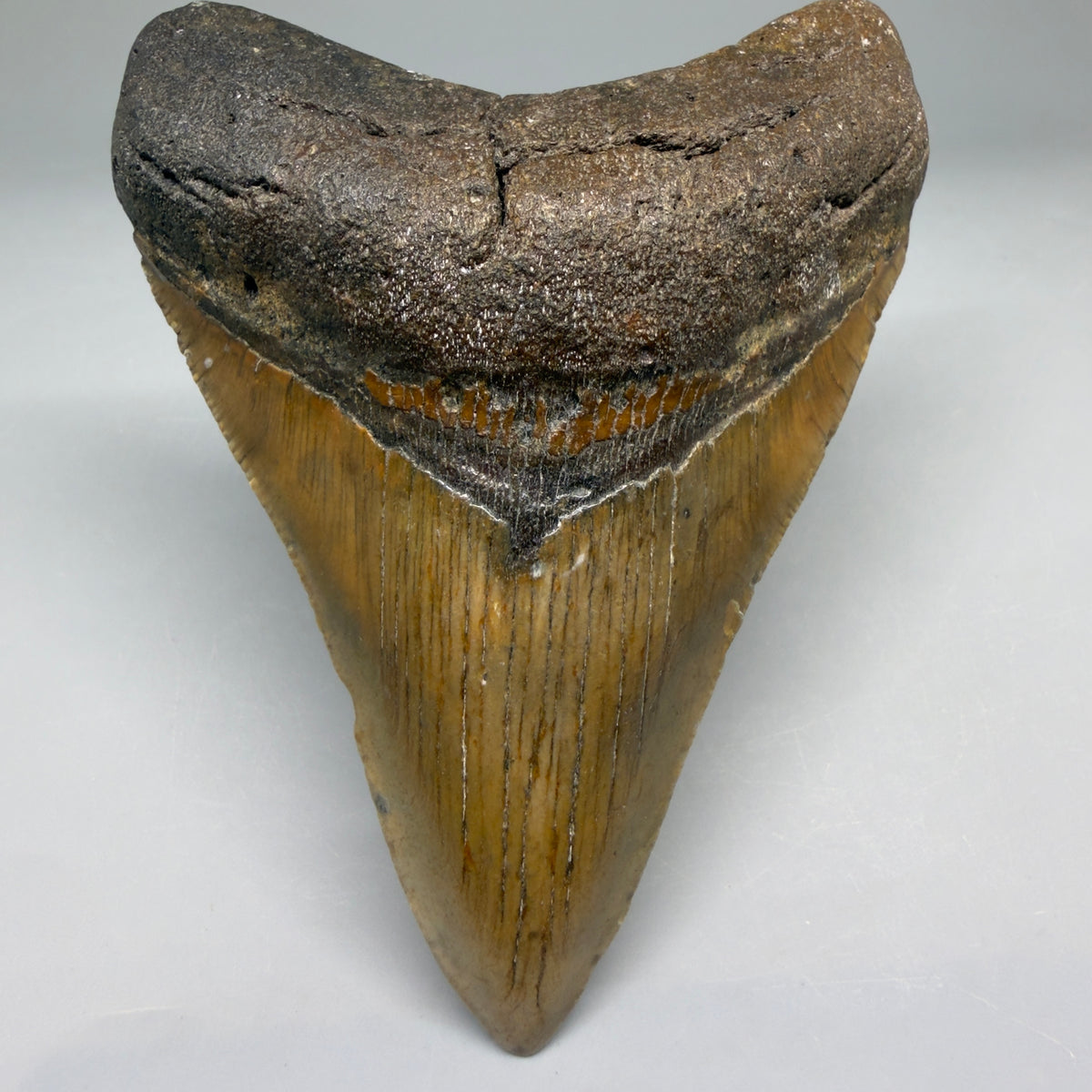 Front View Colorful 4.41" Authentic Megalodon Tooth – North Carolina Fossil | Carcharocles megalodon megalodonteeth.com CM6752