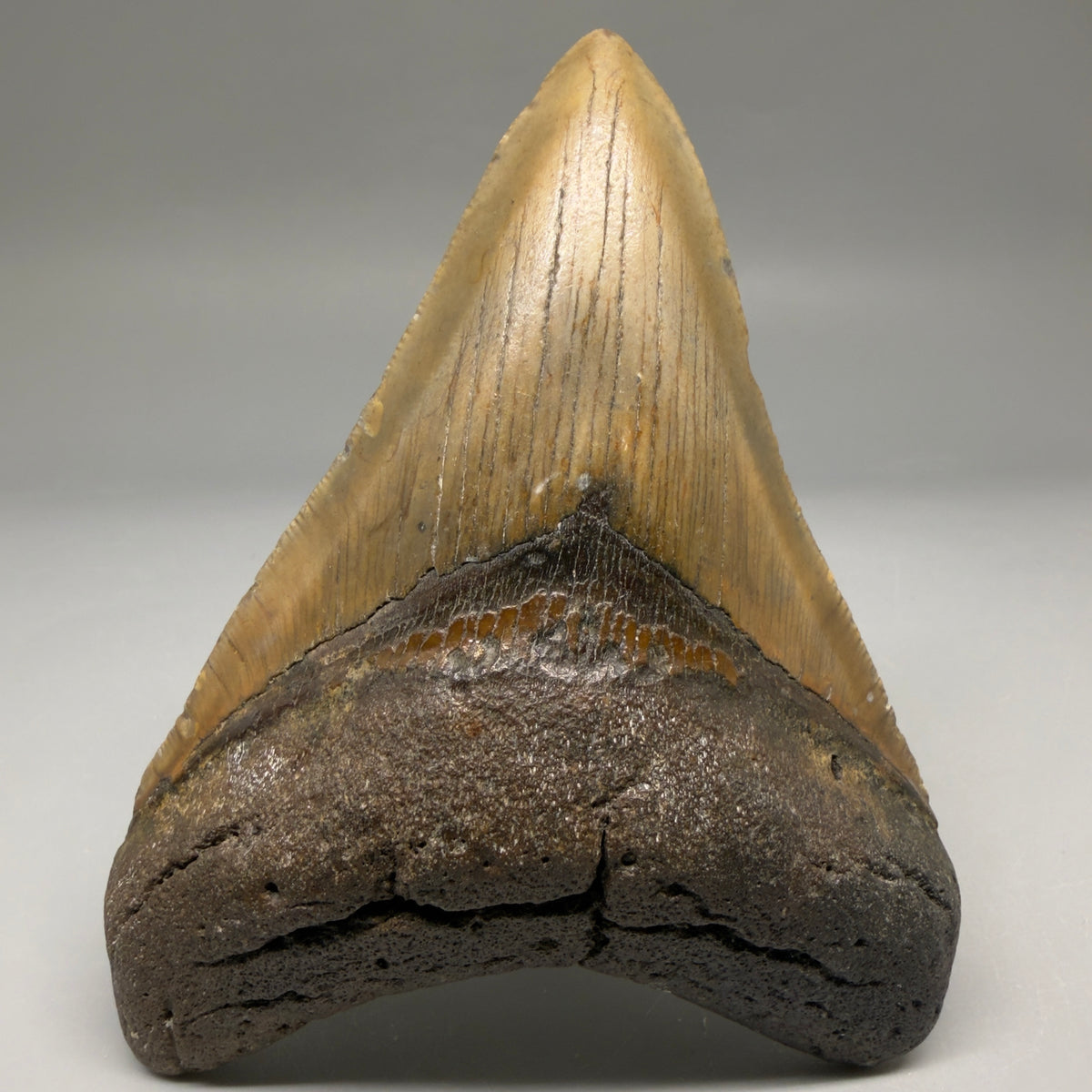 Front View Colorful 4.41" Authentic Megalodon Tooth – North Carolina Fossil | Carcharocles megalodon megalodonteeth.com CM6752 - 1