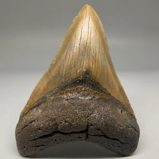 Front View Colorful 4.41" Authentic Megalodon Tooth – North Carolina Fossil | Carcharocles megalodon megalodonteeth.com CM6752 - 1