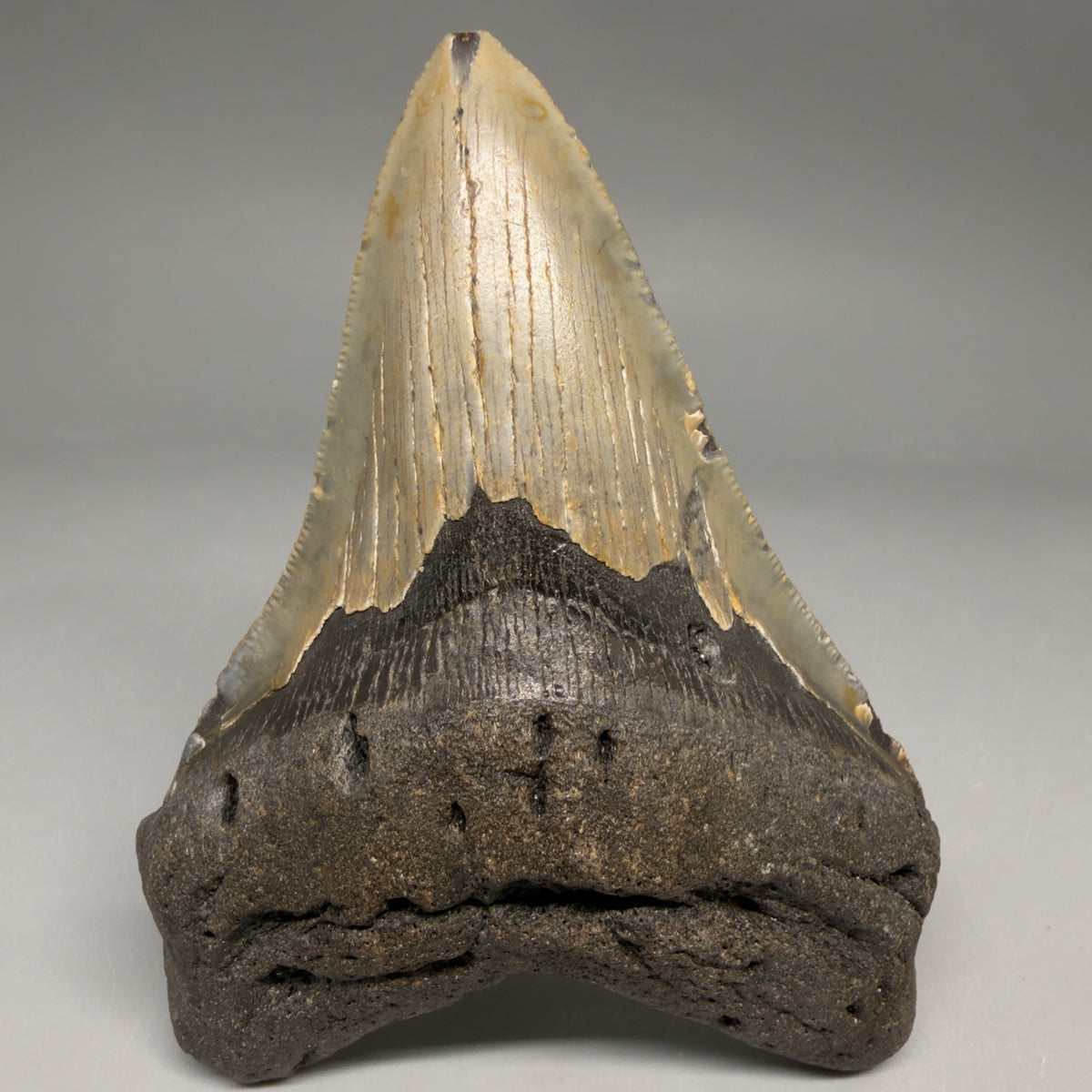 Front View Colorful 4.45" Authentic Megalodon Tooth – North Carolina Fossil | Carcharocles megalodon megalodonteeth.com CM6650