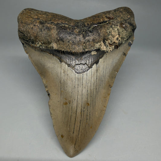 Front View Colorful 4.47" Authentic Megalodon Tooth – North Carolina Fossil | Carcharocles megalodon CM6313
