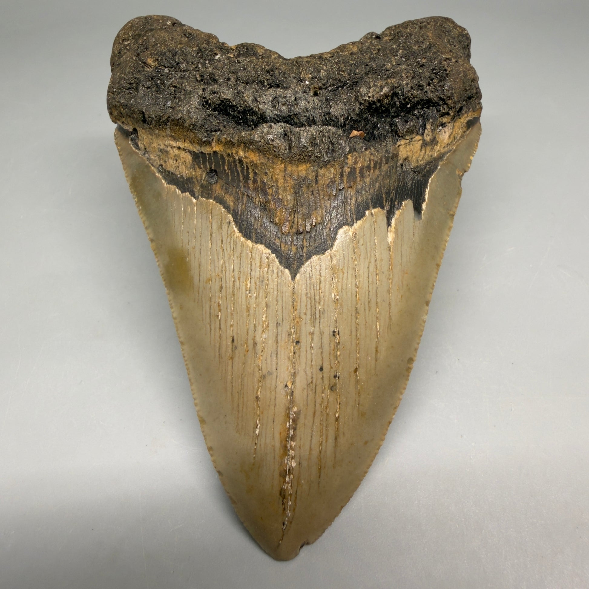 Front View Colorful 4.48" Authentic Megalodon Tooth – North Carolina Fossil | Carcharocles megalodon CM6515