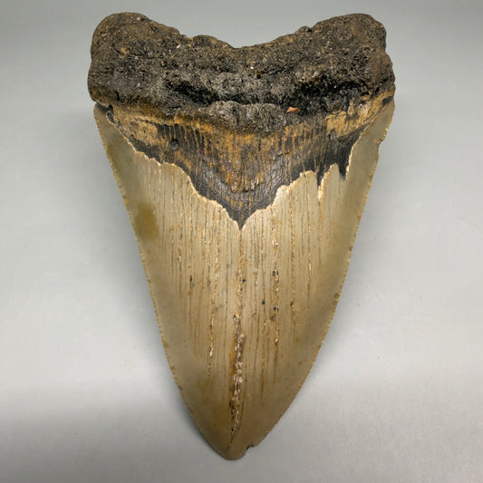 Front View Colorful 4.48" Authentic Megalodon Tooth – North Carolina Fossil | Carcharocles megalodon CM6515