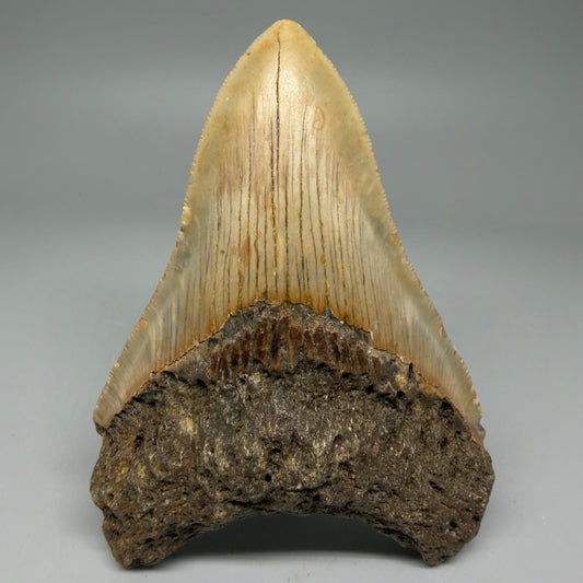 Front View Colorful 4.49" Authentic Megalodon Tooth – North Carolina Fossil | Carcharocles megalodon CM5997