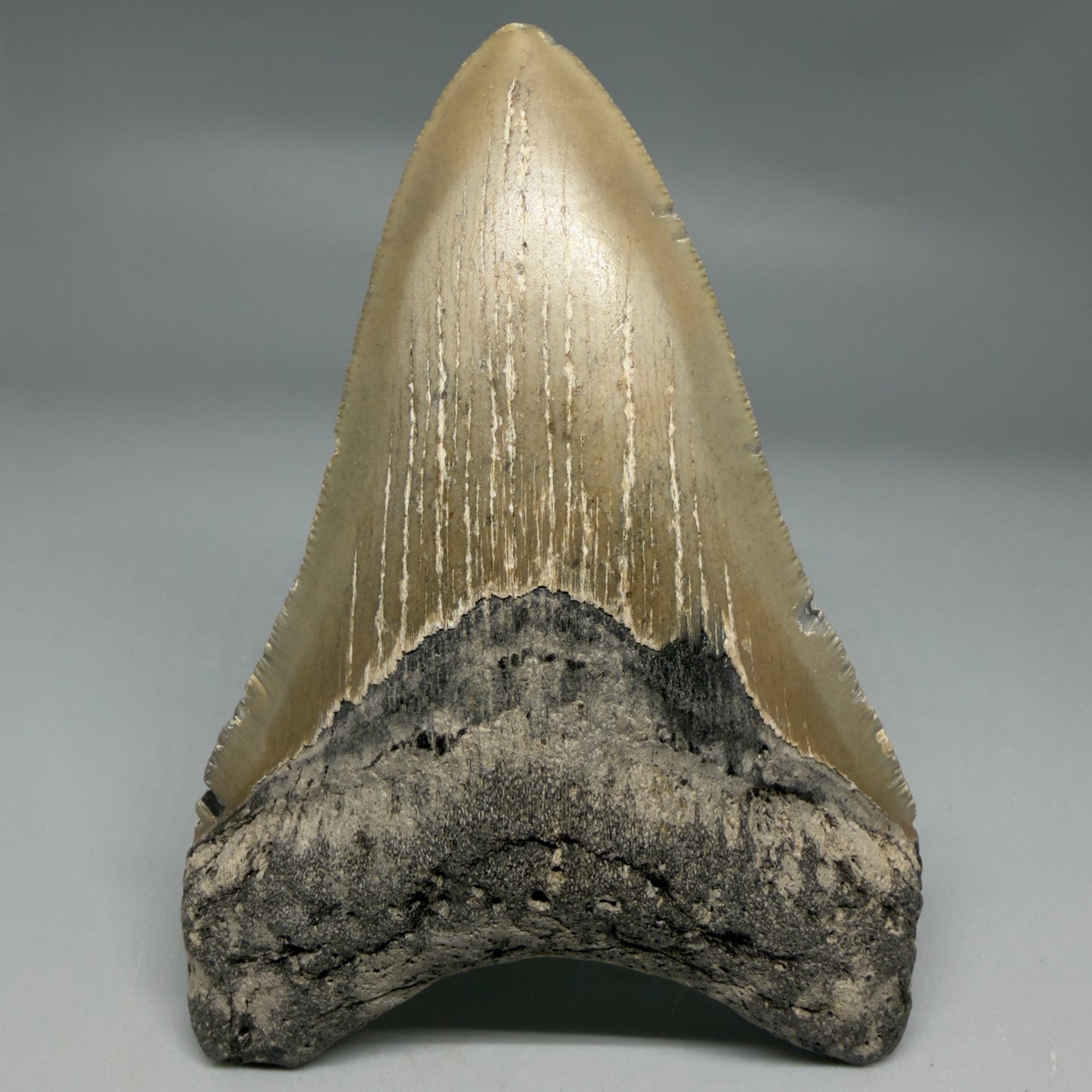 Front View Colorful 4.49" Authentic Megalodon Tooth – North Carolina Fossil | Carcharocles megalodon CM6314