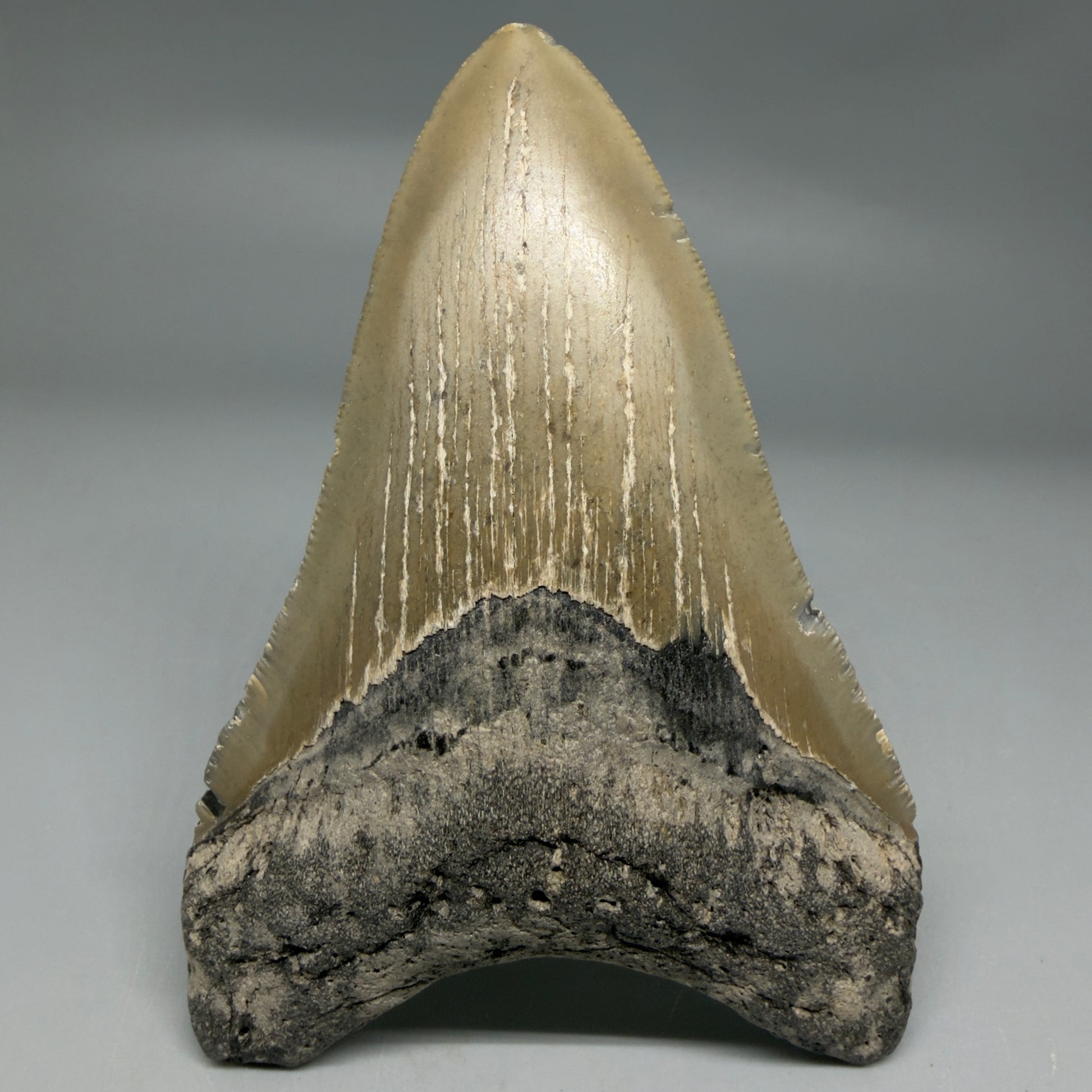 Front View Colorful 4.49" Authentic Megalodon Tooth – North Carolina Fossil | Carcharocles megalodon CM6314