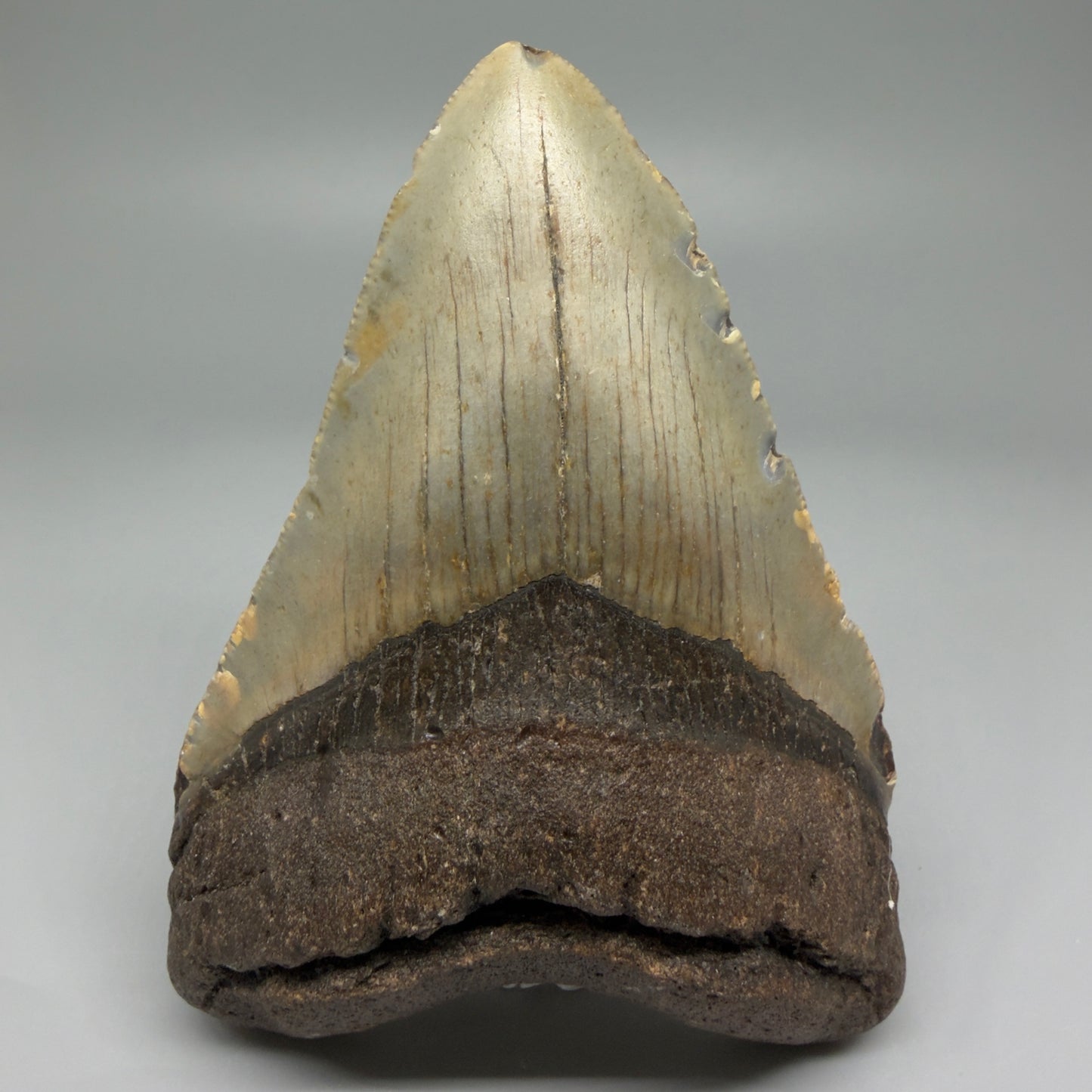 Front View Colorful 4.51" Authentic Megalodon Tooth – North Carolina Fossil | Carcharocles megalodon CM5471 