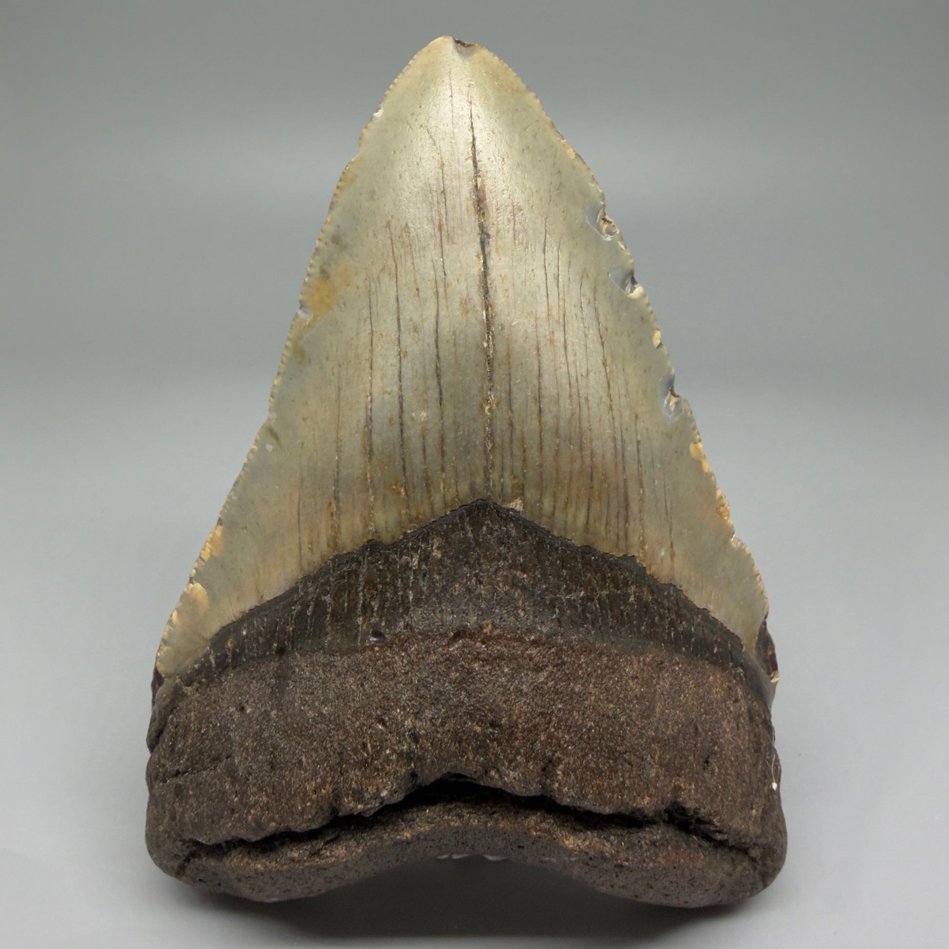 Front View Colorful 4.51" Authentic Megalodon Tooth – North Carolina Fossil | Carcharocles megalodon CM5471 