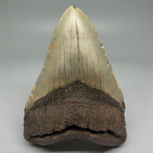Front View Colorful 4.51" Authentic Megalodon Tooth – North Carolina Fossil | Carcharocles megalodon CM5471 
