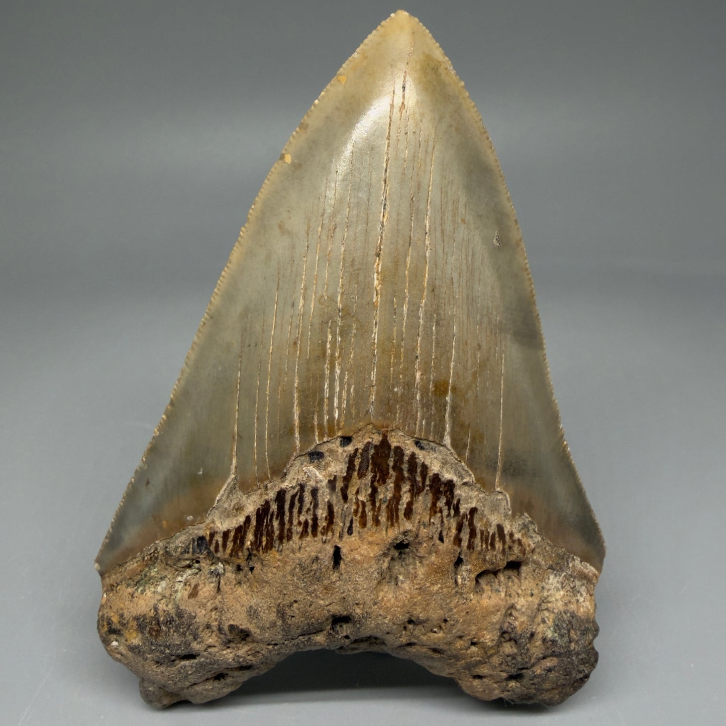 Front View Colorful 4.51" Authentic Megalodon Tooth – North Carolina Fossil | Carcharocles megalodon CM5828