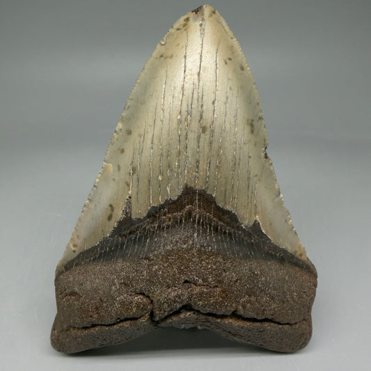 Front View Colorful 4.51" Authentic Megalodon Tooth – North Carolina Fossil | Carcharocles megalodon CM5830