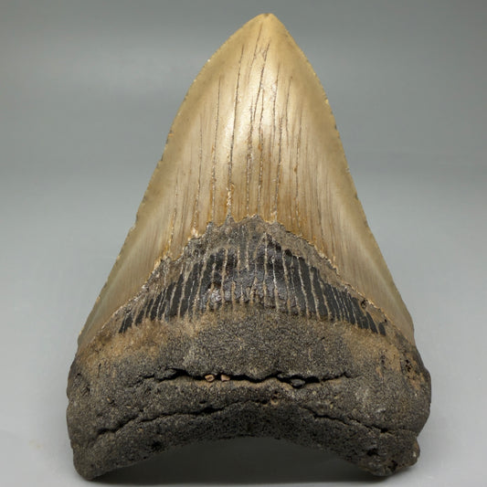 Front View Colorful 4.51" Authentic Megalodon Tooth – North Carolina Fossil | Carcharocles megalodon CM6056