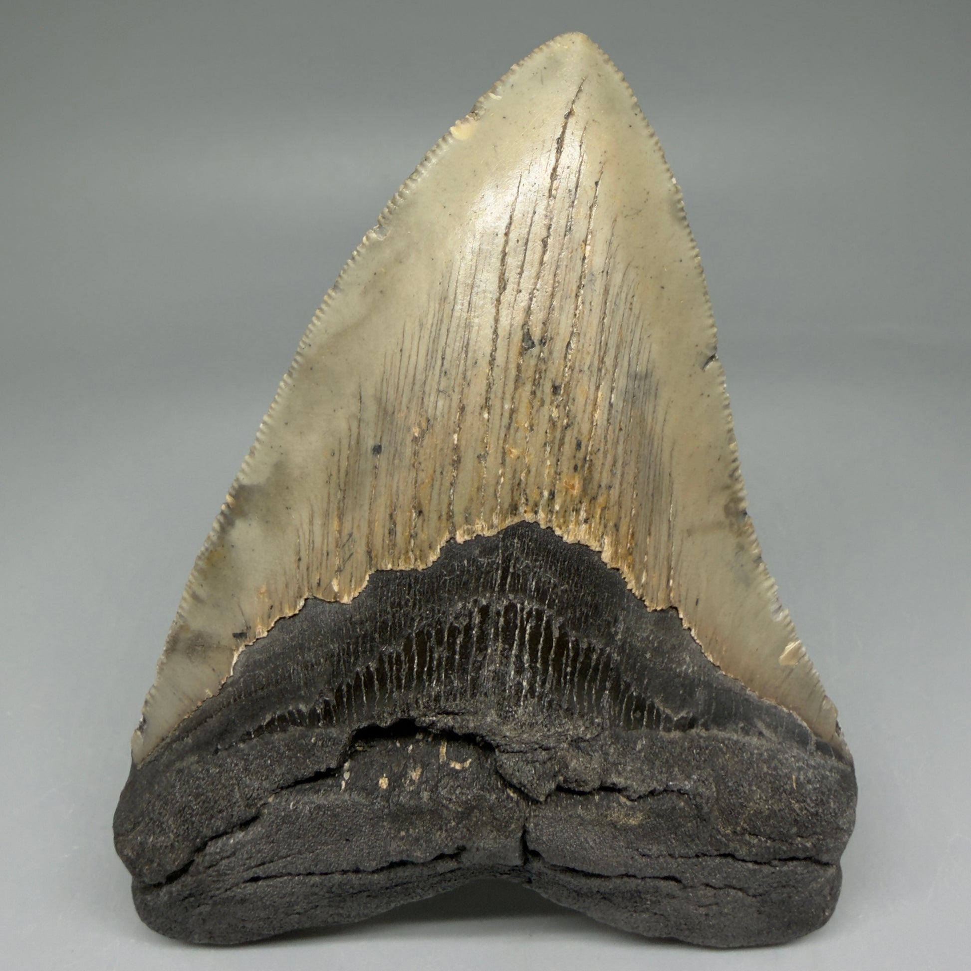 Front View Colorful 4.52" Authentic Megalodon Tooth – North Carolina Fossil | Carcharocles megalodon CM5829