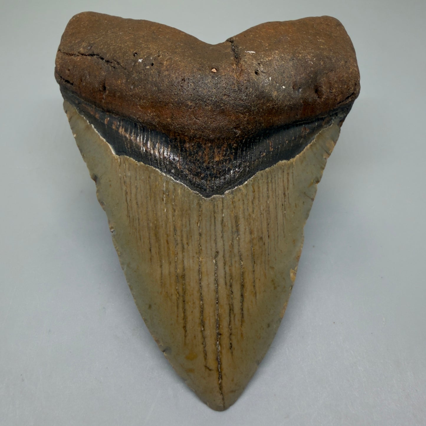 Front View Colorful 4.53" Authentic Megalodon Tooth – North Carolina Fossil | Carcharocles megalodon CM6315