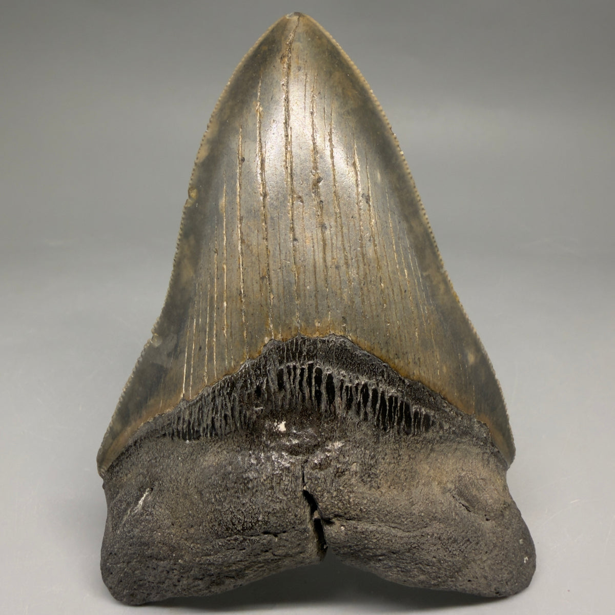 Front View Colorful 4.53" Authentic Megalodon Tooth – North Carolina Fossil | Carcharocles megalodon megalodonteeth.com CM6656