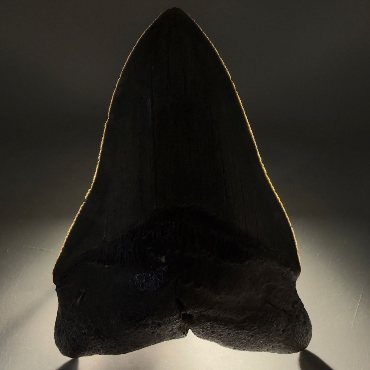 Front View Colorful 4.53" Authentic Megalodon Tooth – North Carolina Fossil | Carcharocles megalodon megalodonteeth.com CM6656 - 1