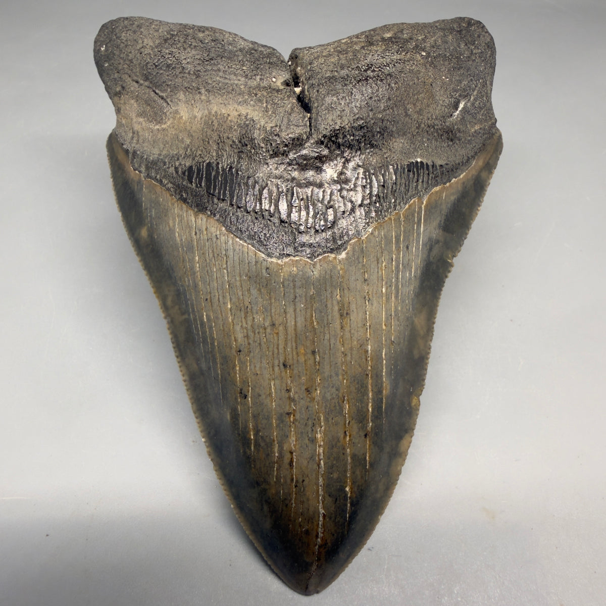 Front View Colorful 4.53" Authentic Megalodon Tooth – North Carolina Fossil | Carcharocles megalodon megalodonteeth.com CM6656 - 2