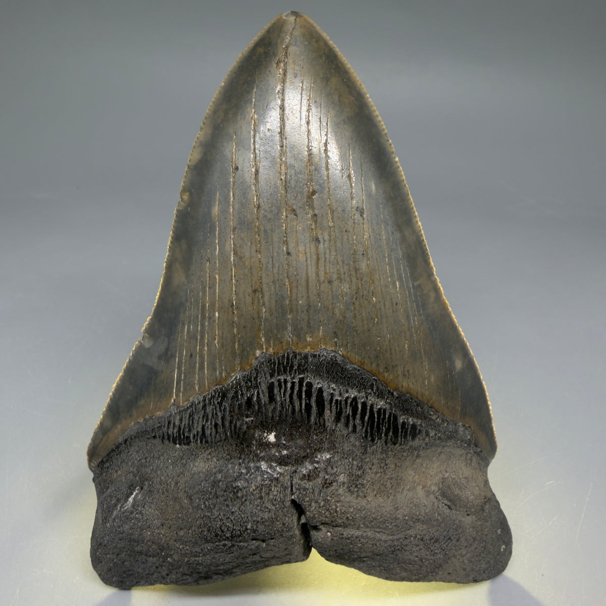 Front View Colorful 4.53" Authentic Megalodon Tooth – North Carolina Fossil | Carcharocles megalodon megalodonteeth.com CM6656 - 3