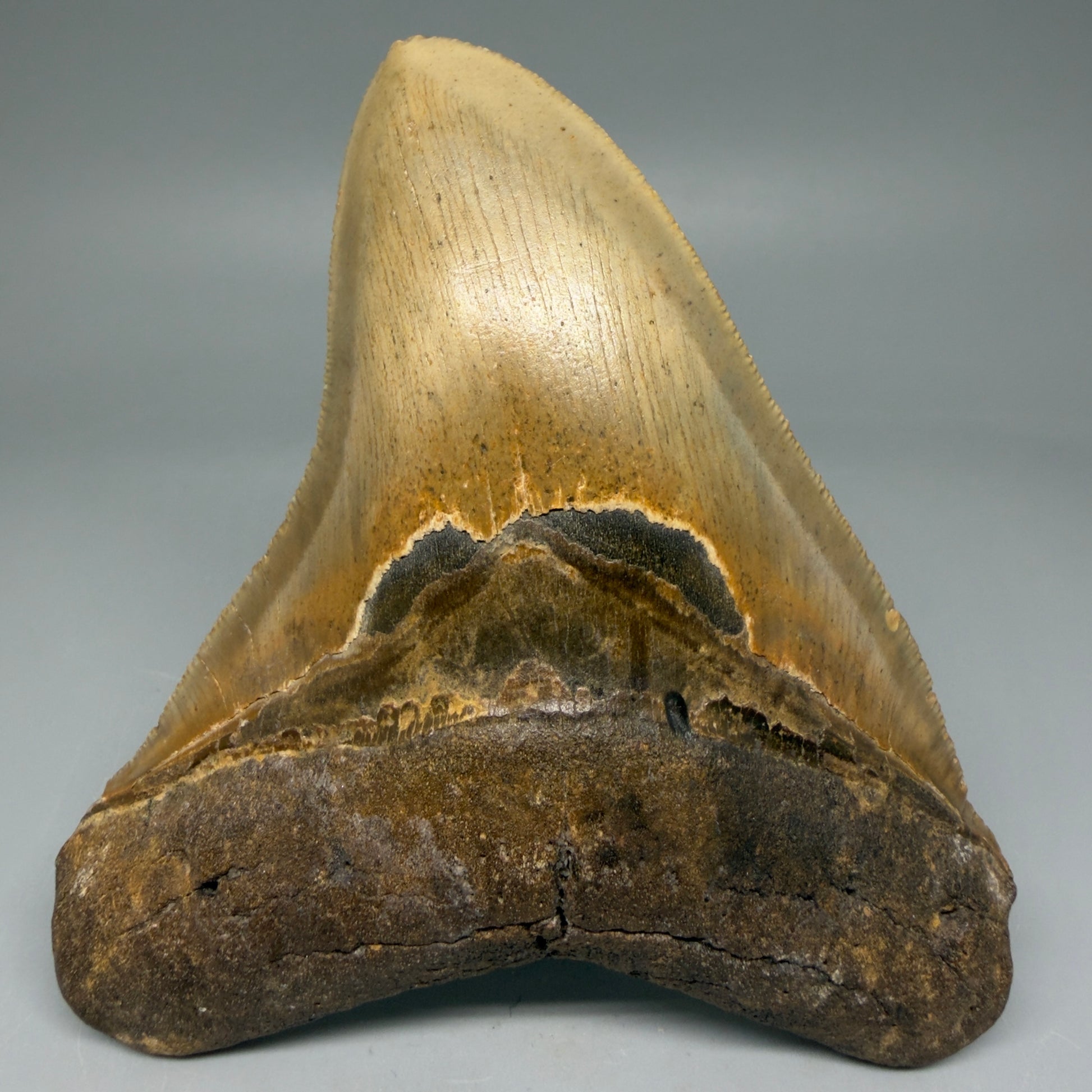 Front View Colorful 4.55" Authentic Megalodon Tooth – North Carolina Fossil | Carcharocles megalodon CM5894