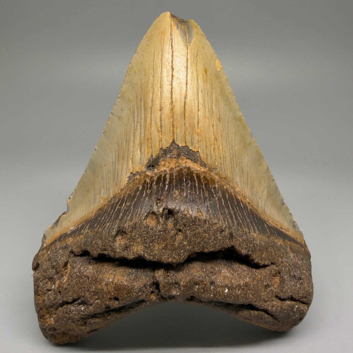 Front View Colorful 4.56" Authentic Megalodon Tooth – North Carolina Fossil | Carcharocles megalodon CM5513