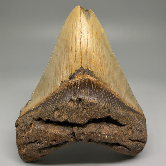 Front View Colorful 4.56" Authentic Megalodon Tooth – North Carolina Fossil | Carcharocles megalodon CM5513