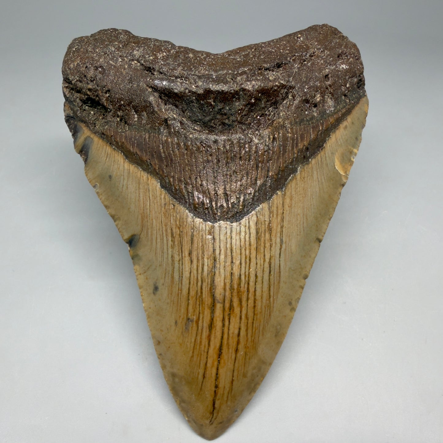Front View Colorful 4.58" Authentic Megalodon Tooth – North Carolina Fossil | Carcharocles megalodon CM6812 - 1