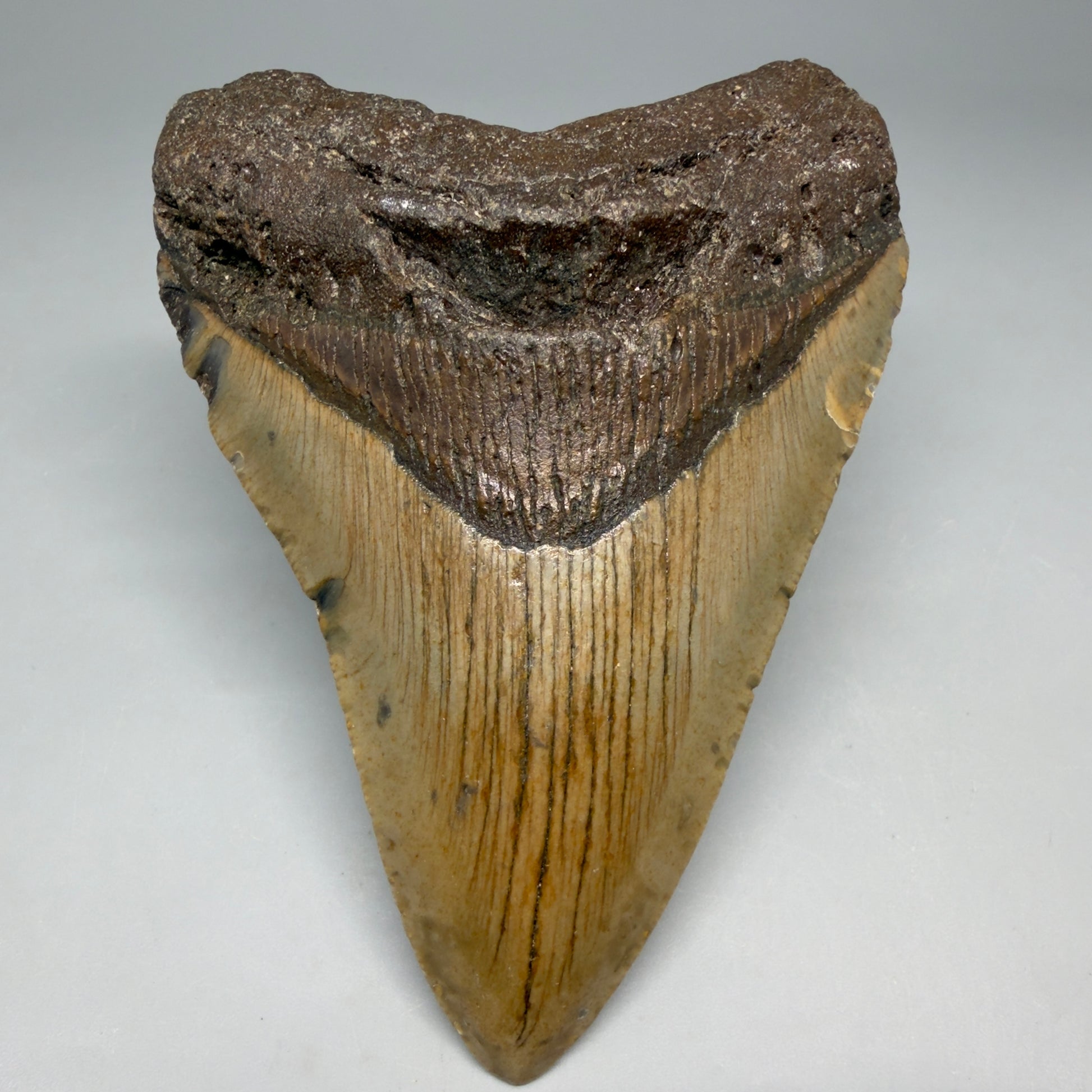 Front View Colorful 4.58" Authentic Megalodon Tooth – North Carolina Fossil | Carcharocles megalodon CM6812 - 1