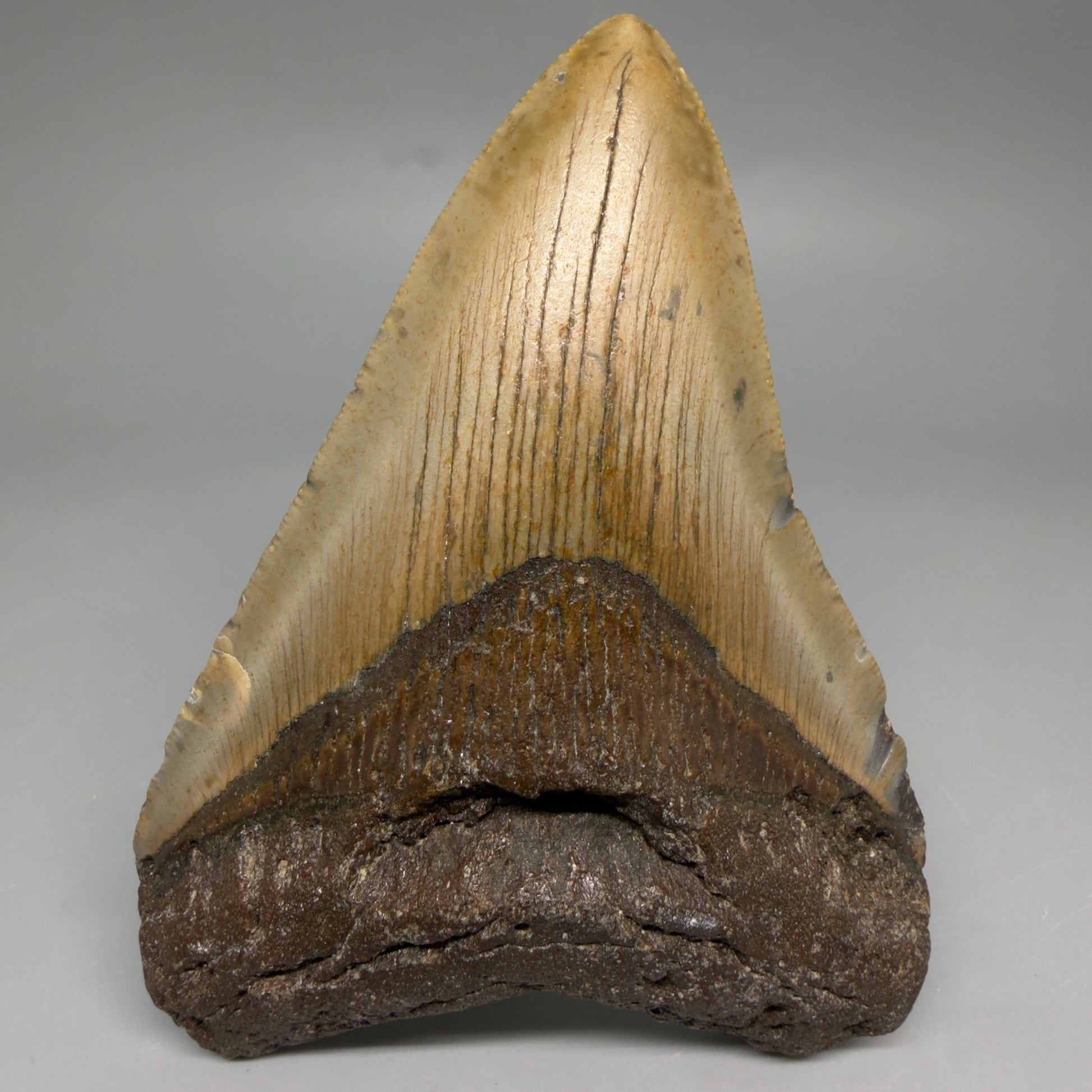 Front View Colorful 4.58" Authentic Megalodon Tooth – North Carolina Fossil | Carcharocles megalodon CM6812