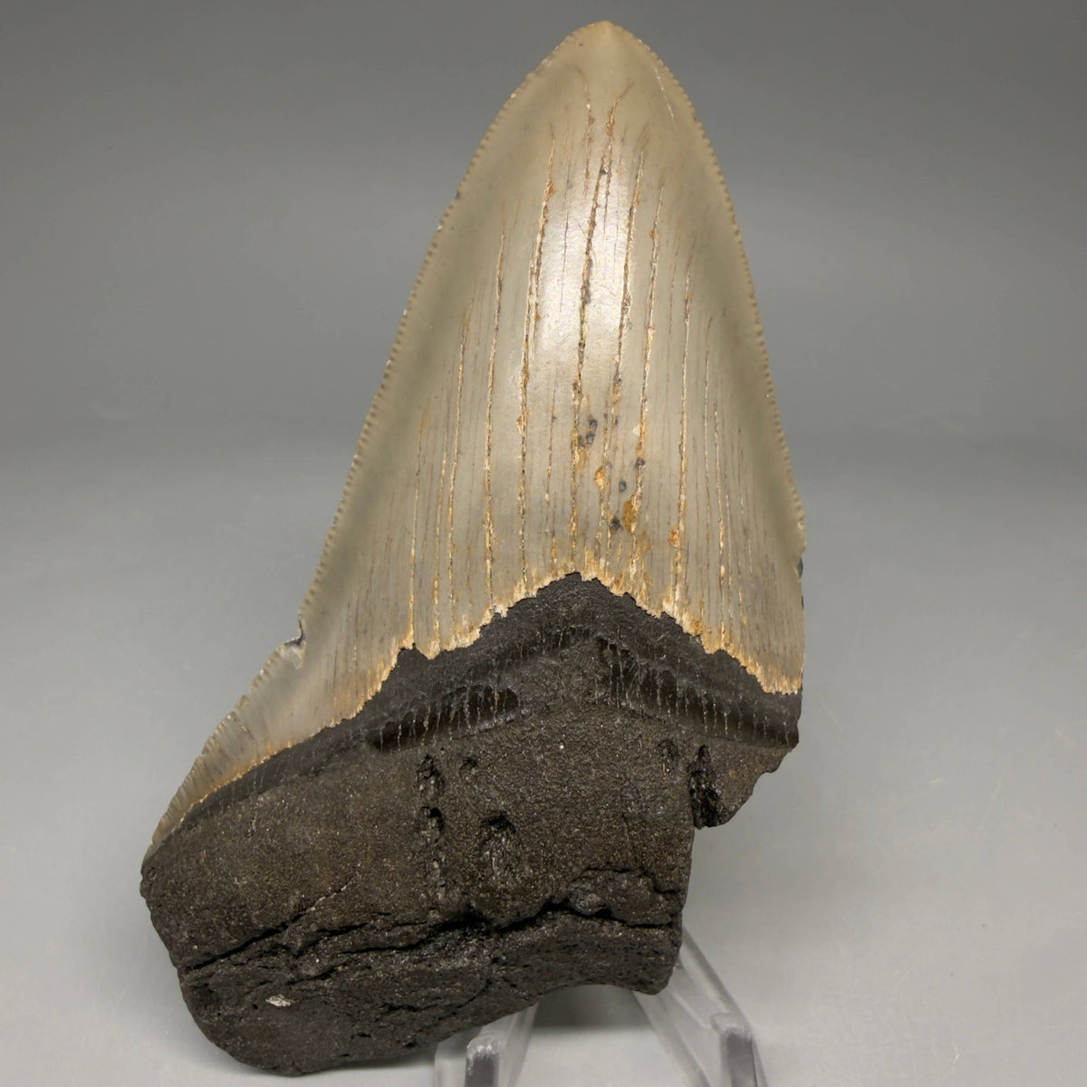 Front View Colorful 4.61" Authentic Megalodon Tooth – North Carolina Fossil | Carcharocles megalodon megalodonteeth.com CM6648
