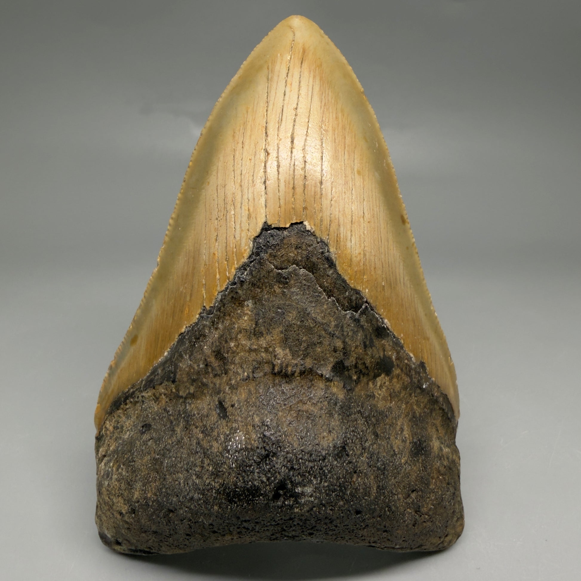Front View Colorful 4.63" Authentic Megalodon Tooth – North Carolina Fossil | Carcharocles megalodon CM6517