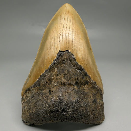 Front View Colorful 4.63" Authentic Megalodon Tooth – North Carolina Fossil | Carcharocles megalodon CM6517