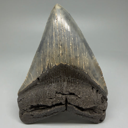 Front View Colorful 4.64" Authentic Megalodon Tooth – North Carolina Fossil | Carcharocles megalodon CM6057