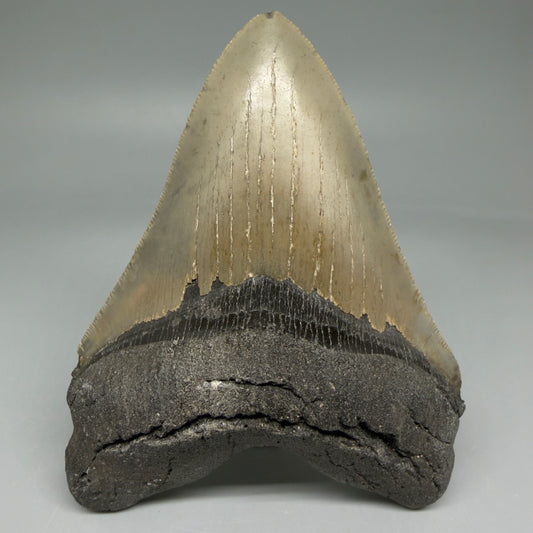 Front View Colorful 4.65" Authentic Megalodon Tooth – North Carolina Fossil | Carcharocles megalodon CM5832