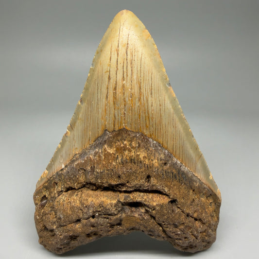 Front View Colorful 4.69" Authentic Megalodon Tooth – North Carolina Fossil | Carcharocles megalodon CM5998