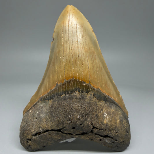 Front View Colorful 4.73" Authentic Megalodon Tooth – North Carolina Fossil | Carcharocles megalodon CM5895