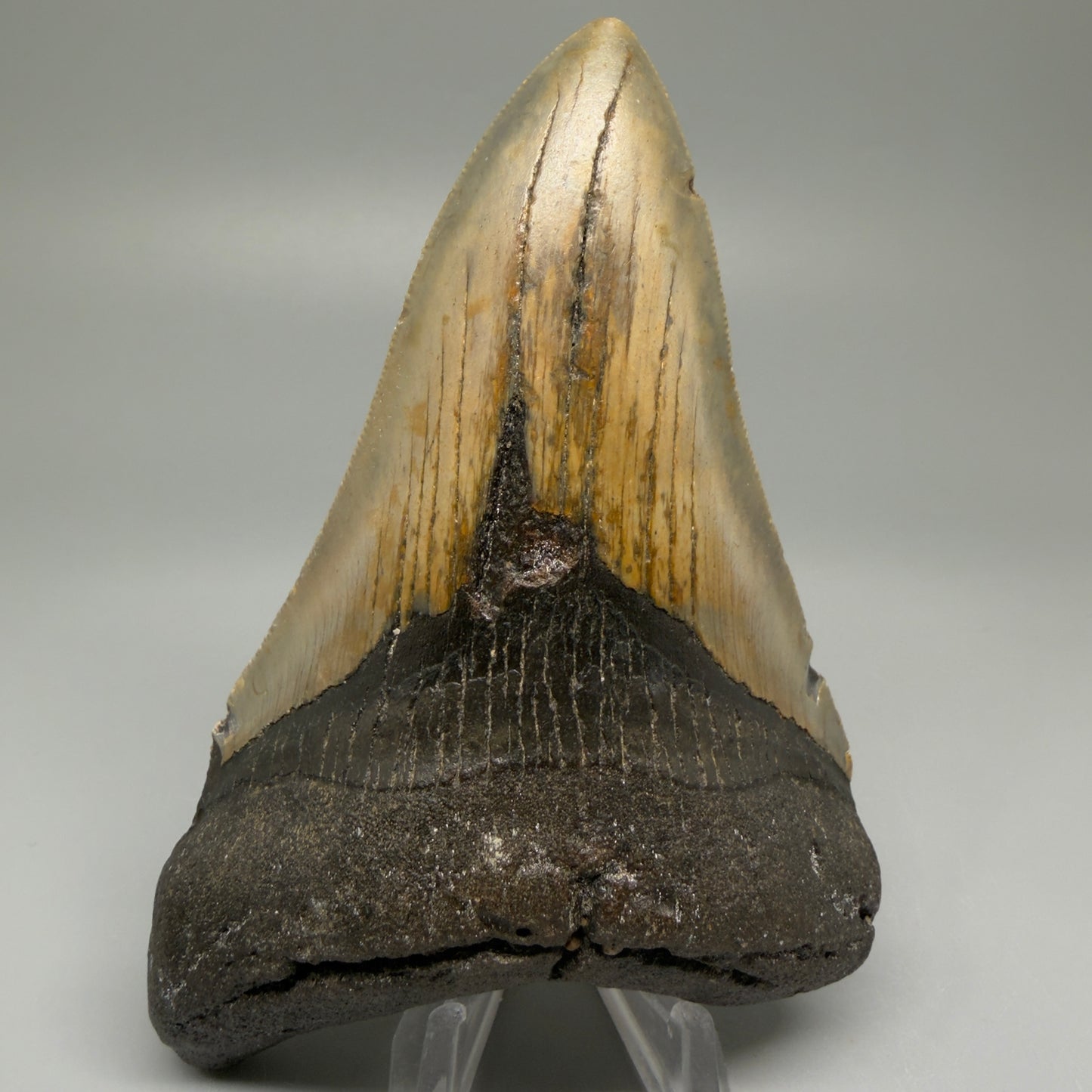 Front View Colorful 4.79" Authentic Megalodon Tooth – North Carolina Fossil | Carcharocles megalodon CM5514 