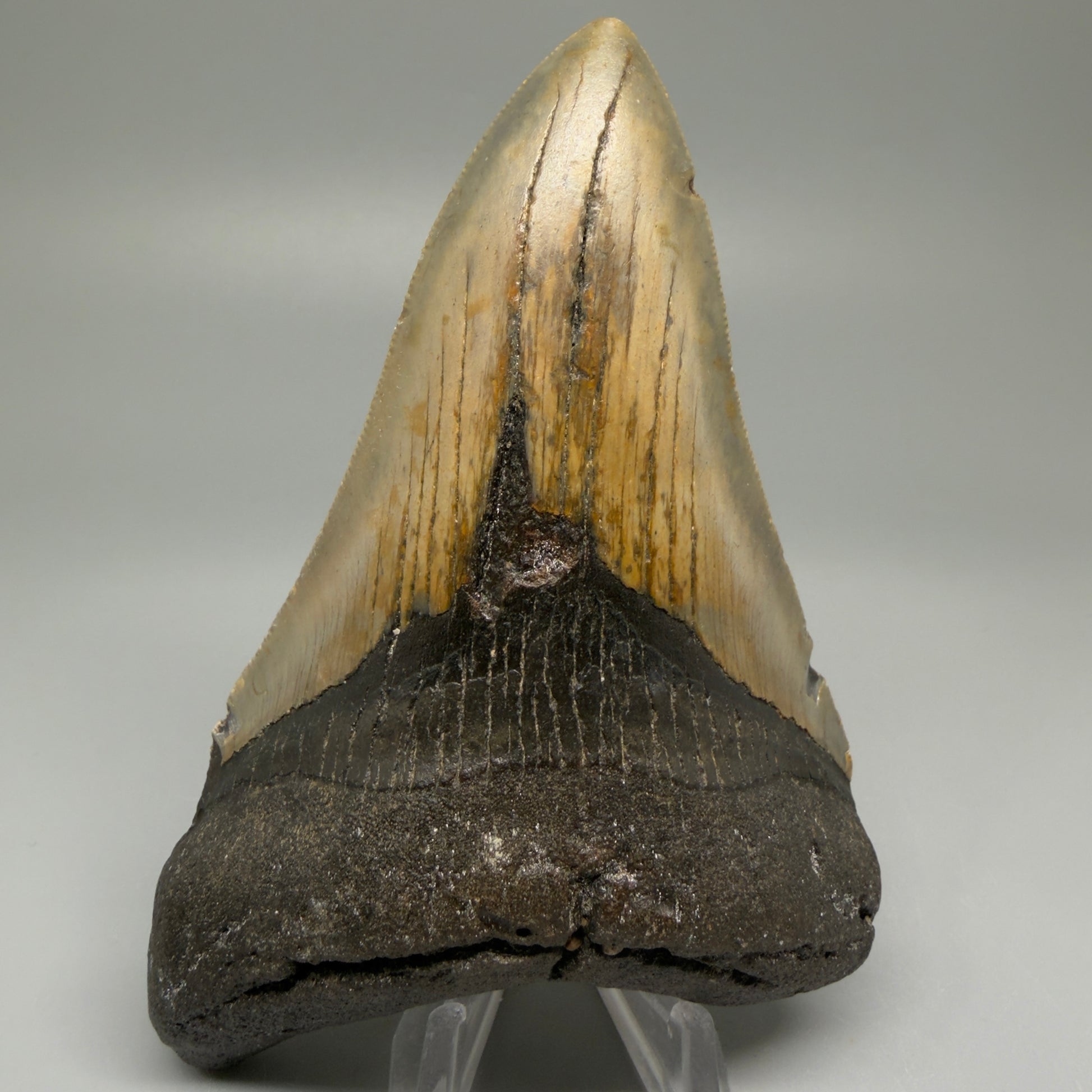Front View Colorful 4.79" Authentic Megalodon Tooth – North Carolina Fossil | Carcharocles megalodon CM5514 