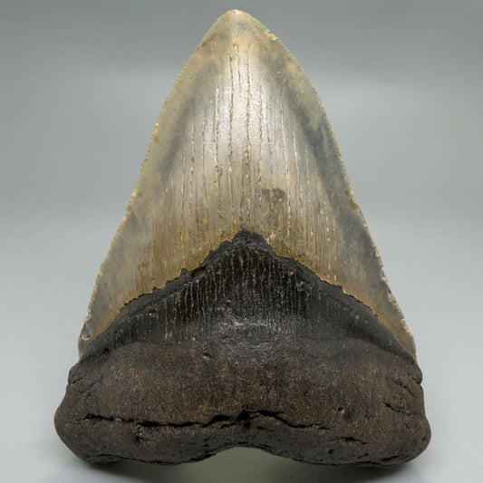 Front View Colorful 4.80" Authentic Megalodon Tooth – North Carolina Fossil | Carcharocles megalodon CM6234