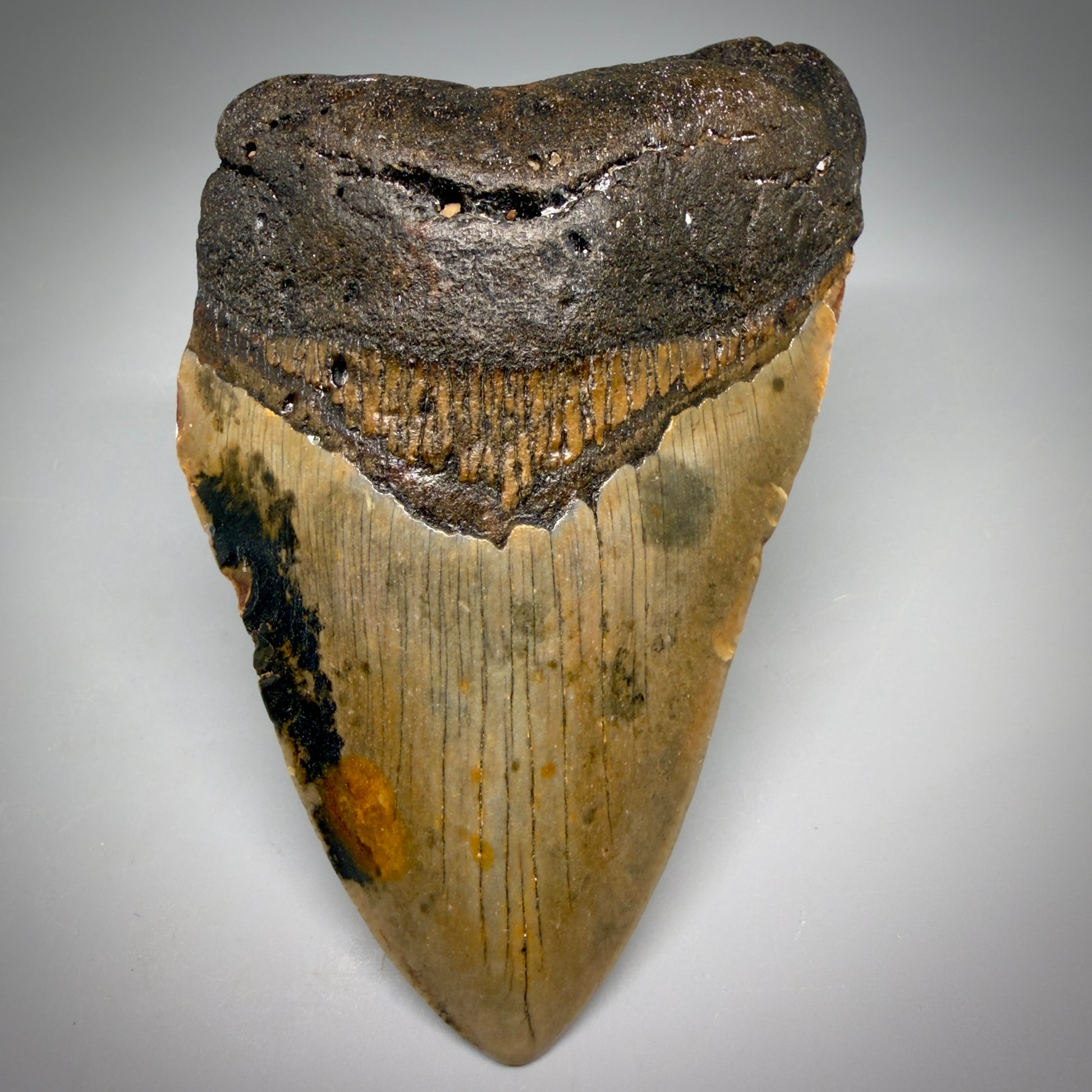 Front View Colorful 4.80" Authentic Megalodon Tooth – North Carolina Fossil | Carcharocles megalodon megalodonteeth.com CM6609