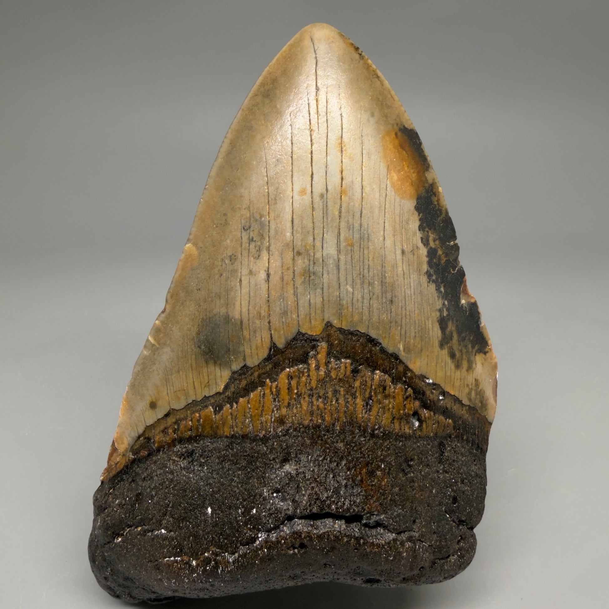 Front View Colorful 4.80" Authentic Megalodon Tooth – North Carolina Fossil | Carcharocles megalodon megalodonteeth.com CM6609 - 1